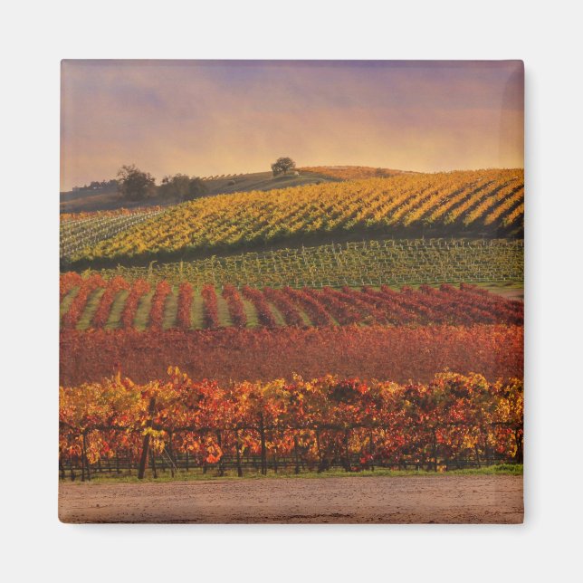 Beautiful Fall Vineyard Fine Art Magnet (Front)