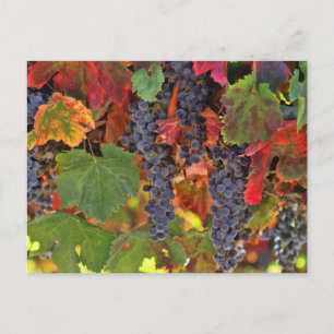 Beautiful Fall Wine VIneyard Coloured Postcard