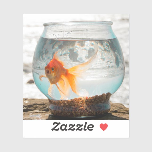 Beautiful fantail goldfish in bowl by Ocean (Sheet)