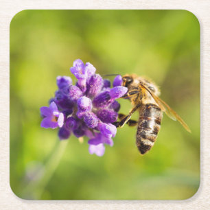 Beautiful Feeding Bee Coaster Set