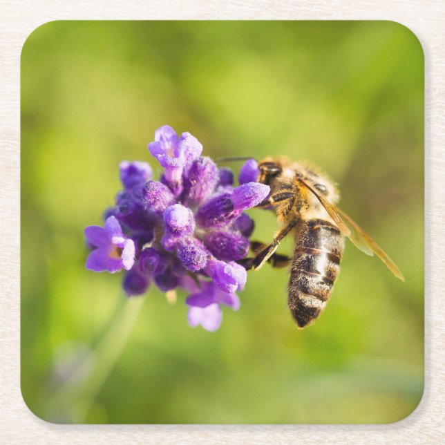 Beautiful Feeding Bee Coaster Set (Front)