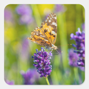 Beautiful Feeding Butterfly Sticker Set