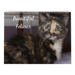 BEAUTIFUL FELINES  CALENDAR