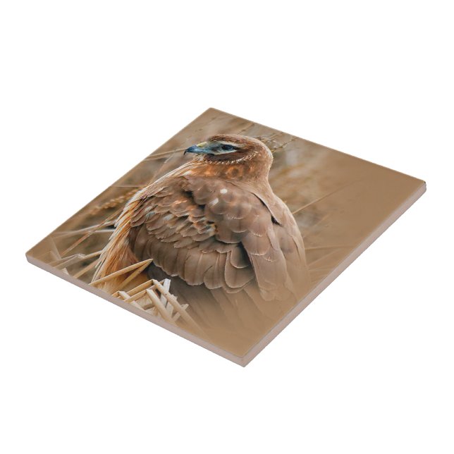 Beautiful Female Northern Harrier in the Marsh Ceramic Tile (Side)