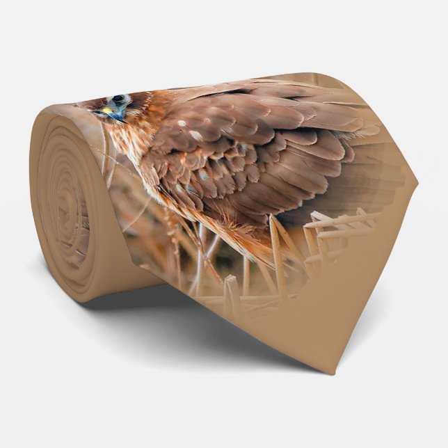 Beautiful Female Northern Harrier in the Marsh Tie (Rolled)