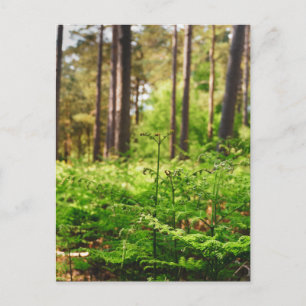 Beautiful fern woodland postcard