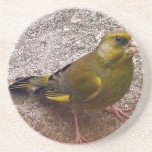 Beautiful Finch Coaster