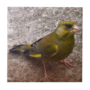 Beautiful Finch Tile