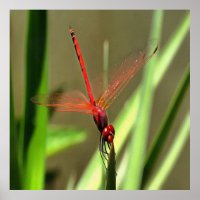 Beautiful Firecracker Dragonfly Acrylic Painting