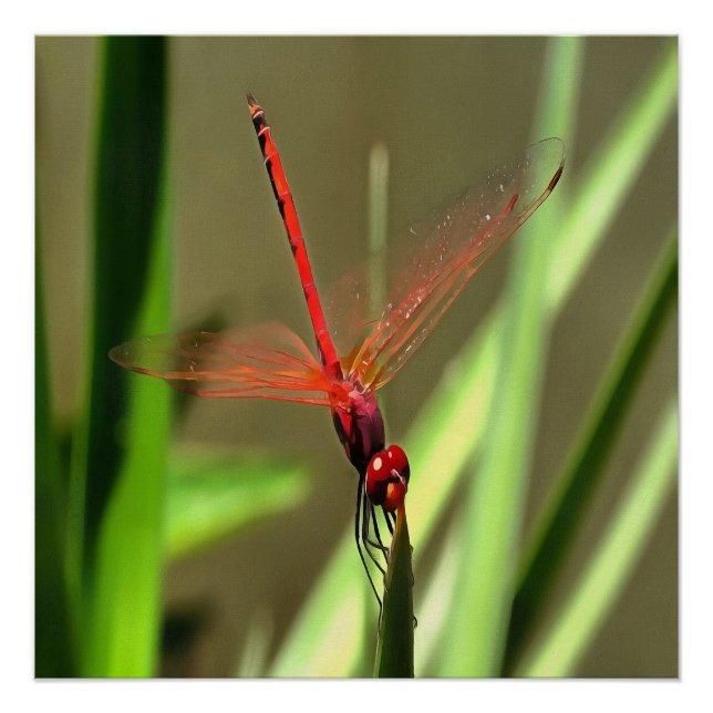 Beautiful Firecracker Dragonfly Acrylic Painting Poster (Front)