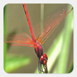 Beautiful Firecracker Dragonfly Acrylic Painting Square Sticker