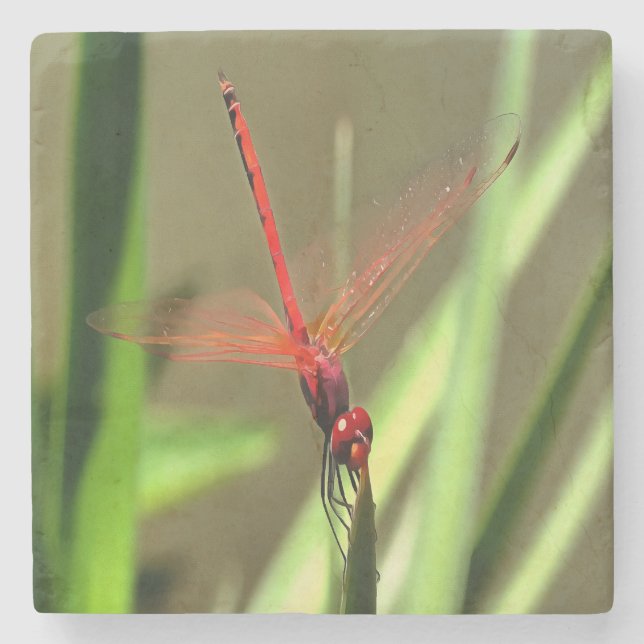 Beautiful Firecracker Dragonfly Acrylic Painting Stone Coaster (Front)