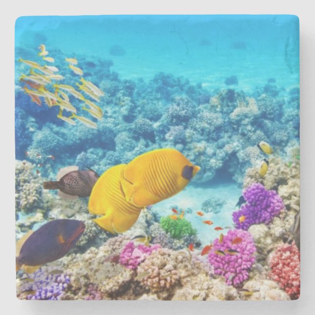 Beautiful Fish Stone Coaster (Front)