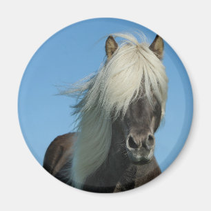 BEAUTIFUL FJORD PONY HORSE STALLION MAGNET