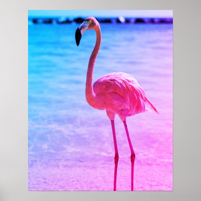 Beautiful Flamingo in the Water on a Beach Poster (Front)