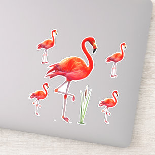 Beautiful Flamingos