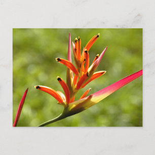 Beautiful Flora in Belise Postcard