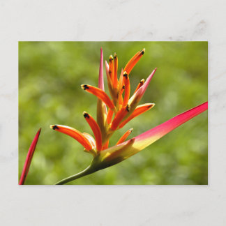 Beautiful Flora in Belise Postcard