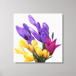 Beautiful floral pretty colorful crocus tulip canvas print