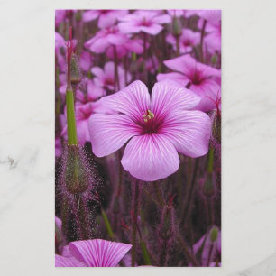 Beautiful Floral Stationery