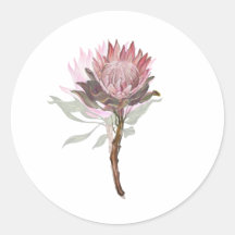 beautiful flower protea