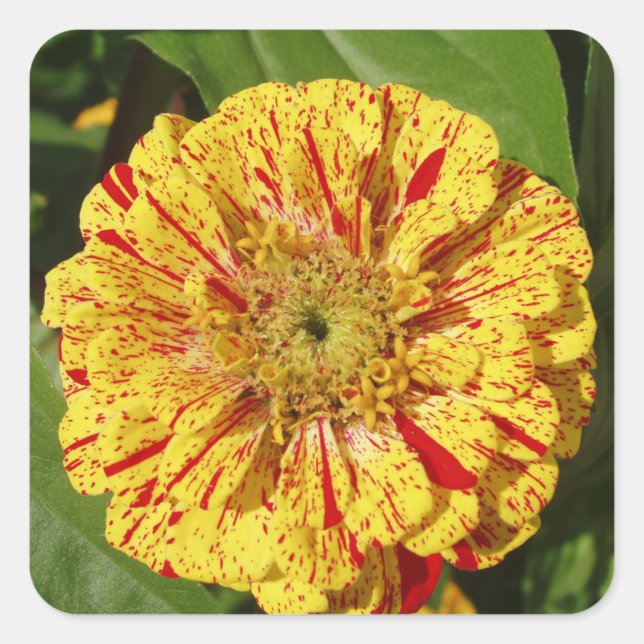 Beautiful Flower Sticker Set (Front)