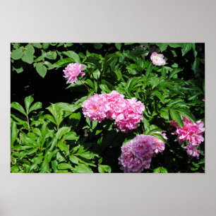 Beautiful Flowering Bush Poster