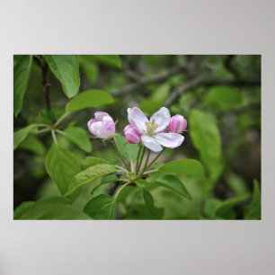 Beautiful flowers in apple garden poster