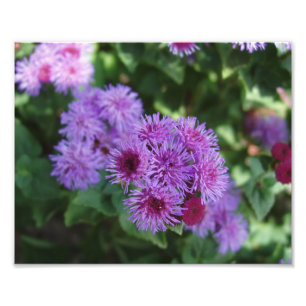 Beautiful Flowers Photo Print