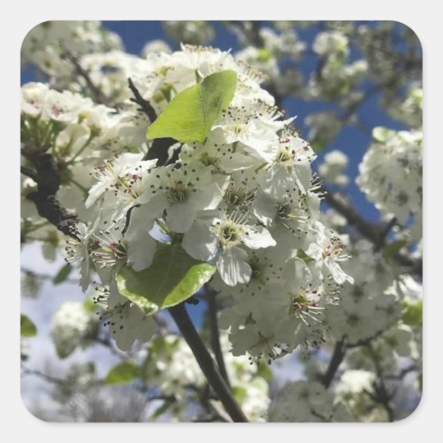 Beautiful Flowers Sticker Set (Front)
