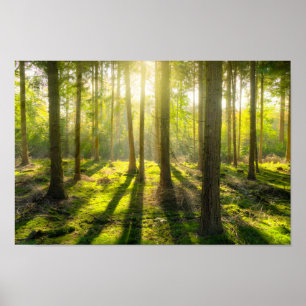 Beautiful Forest Light Poster