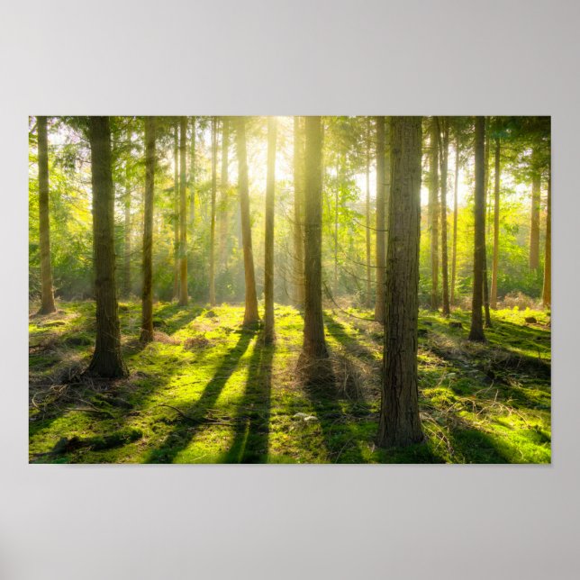 Beautiful Forest Light Poster (Front)