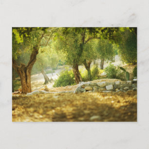 Beautiful Forest Postcard