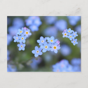 Beautiful Forget-me-not flowers Postcard