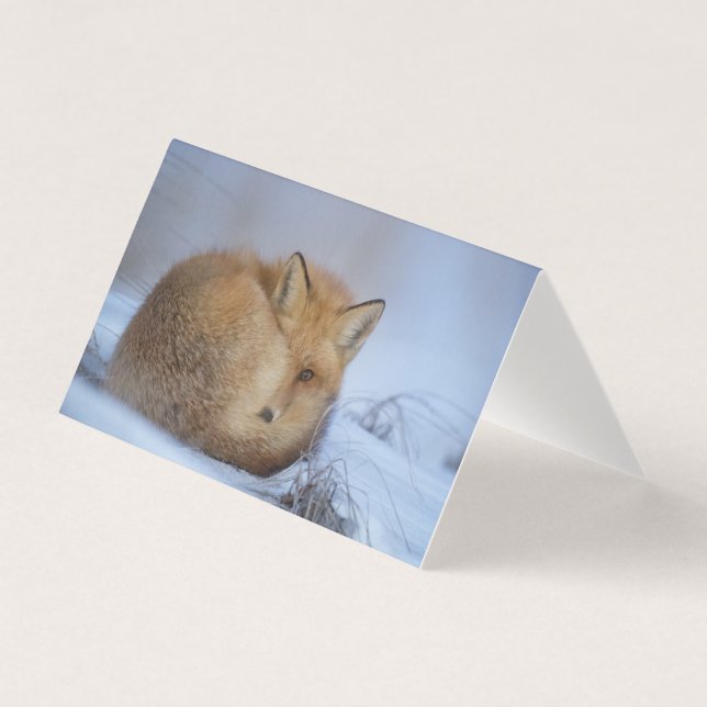 Beautiful Fox Blank Card (Front)