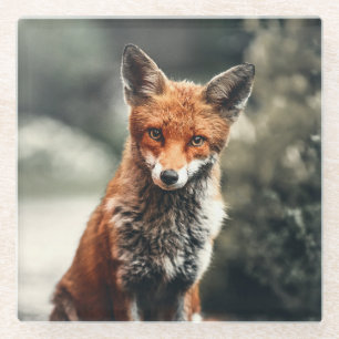 Beautiful Fox in the Wild Glass Coaster