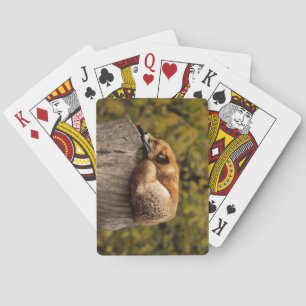 Beautiful Fox Sleeping on a Tree Stump Playing Cards