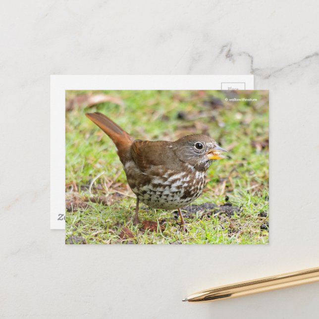 Beautiful Fox Sparrow Songbird in Grass Postcard (Front/Back In Situ)