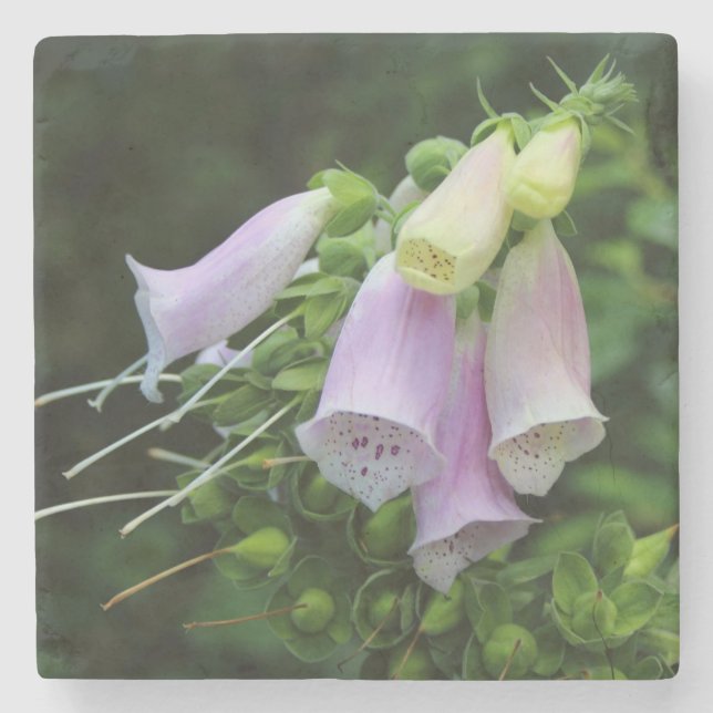 Beautiful Foxglove Flowers Stone Coaster (Front)