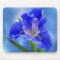 Beautiful fractal iris and its meaning