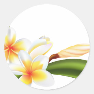 Beautiful frangipani or plumeria flowers classic round sticker