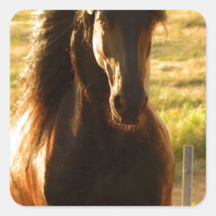 BEAUTIFUL FRIESIAN HORSE STALLION SQUARE STICKER