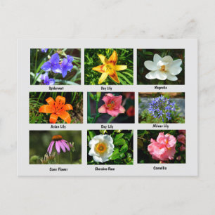 Beautiful Garden Flowers Postcard