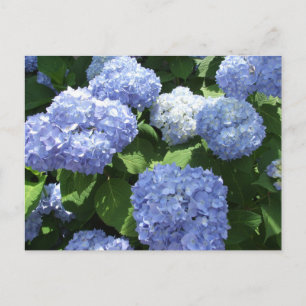 Beautiful Garden, Hydrangea Flowers Photo Postcard