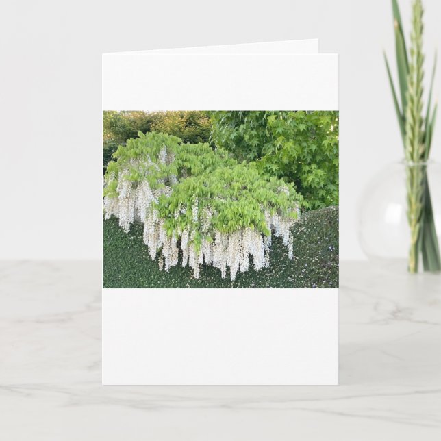  Beautiful garden picture of white wisteria ! Card (Front)