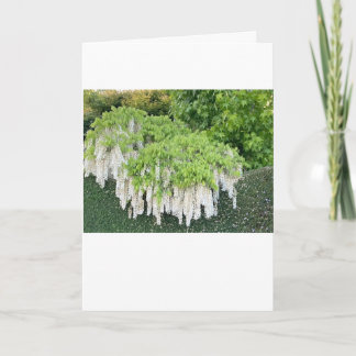  Beautiful garden picture of white wisteria ! Card