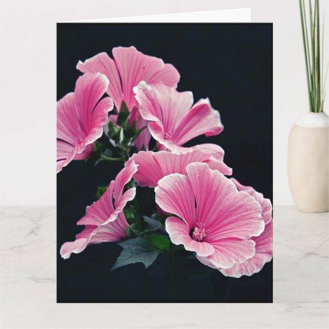 Beautiful Garden Pink Mallow Roses Flowers Card (Front)