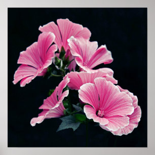 Beautiful Garden Pink Mallow Roses Flowers Poster
