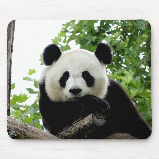 Beautiful Giant Panda Mouse Pad (Front)