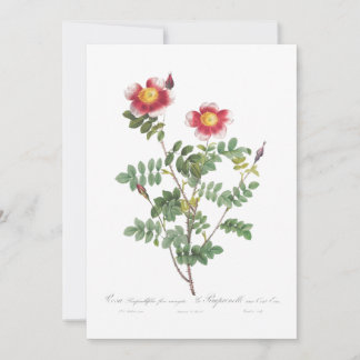 Beautiful Girly Vintage Flower Rose Invitation